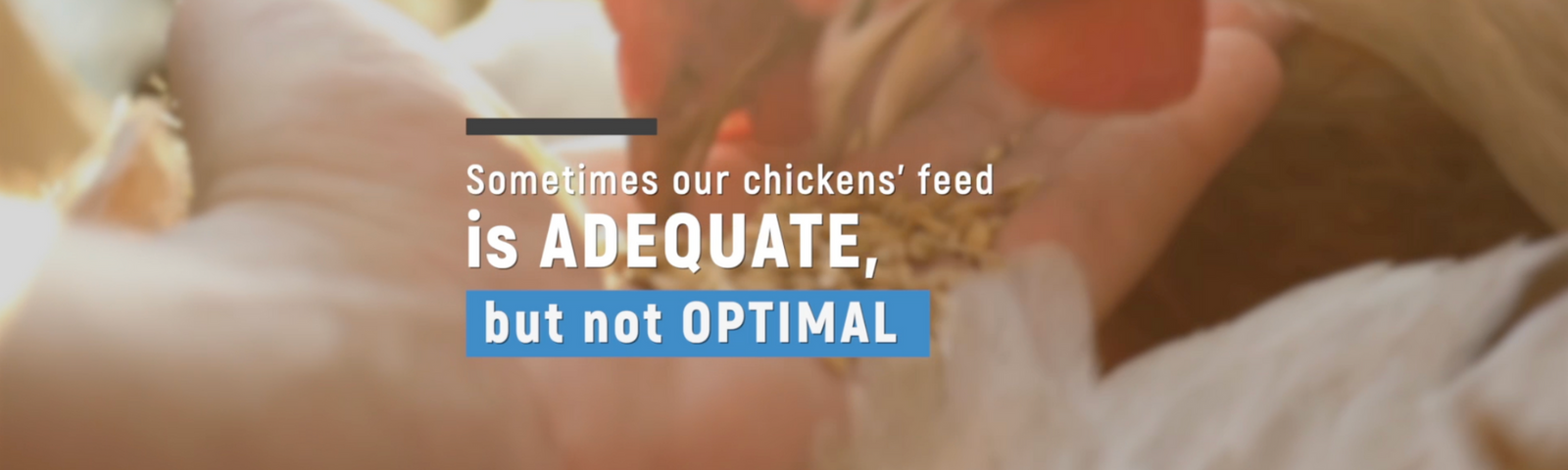 Don't Shortchange Your Flock: Why Chicken Feed Isn't Enough