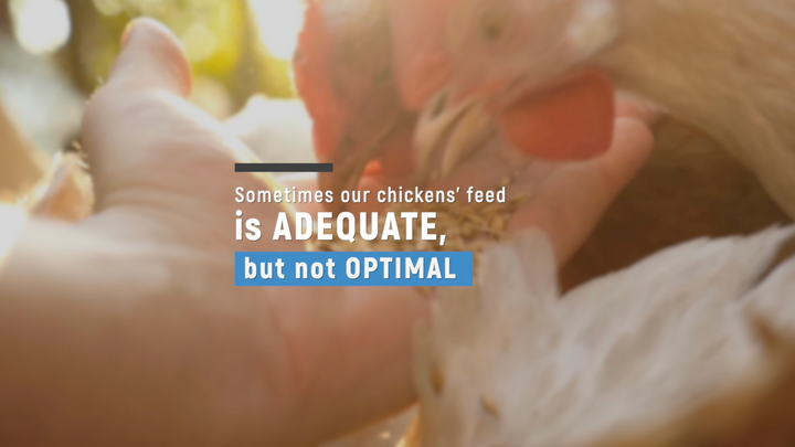 Don't Shortchange Your Flock: Why Chicken Feed Isn't Enough