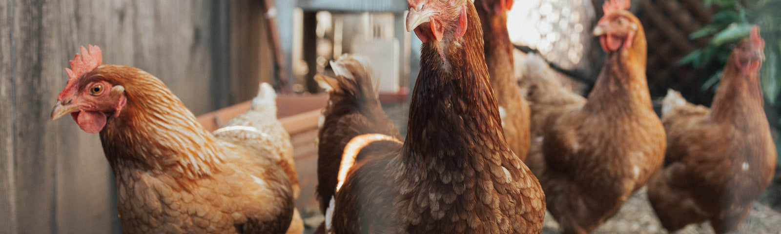 Chicken Behavior: Normal or Not?
