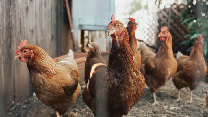 Chicken Behavior: Normal or Not?