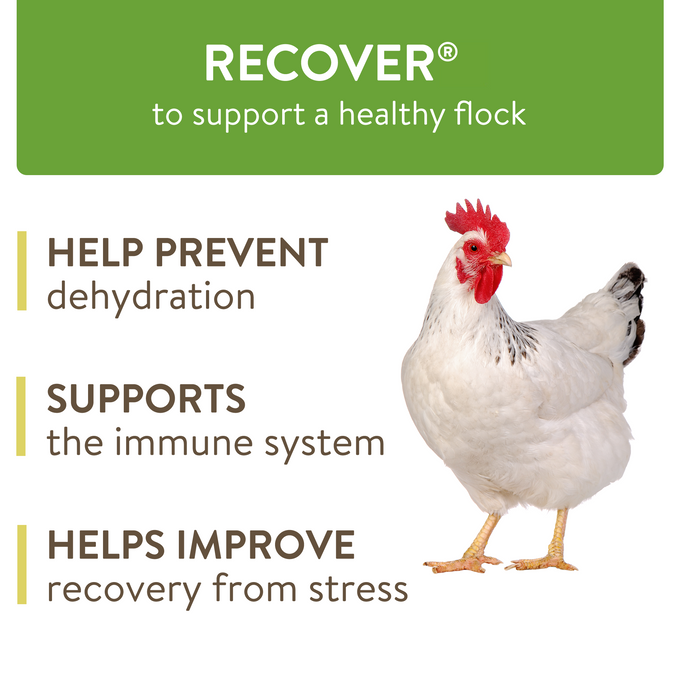 RECOVER – Mild Stress Probiotic Water Supplement for Chickens with Electrolytes