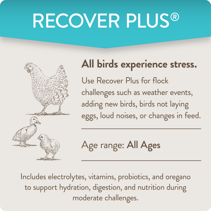 RECOVER PLUS – Moderate Stress Probiotic Water Supplement for Chickens with Electrolytes & Oregano