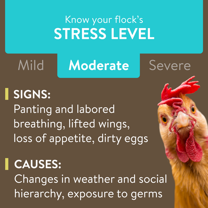 RECOVER PLUS – Moderate Stress Probiotic Water Supplement for Chickens with Electrolytes & Oregano