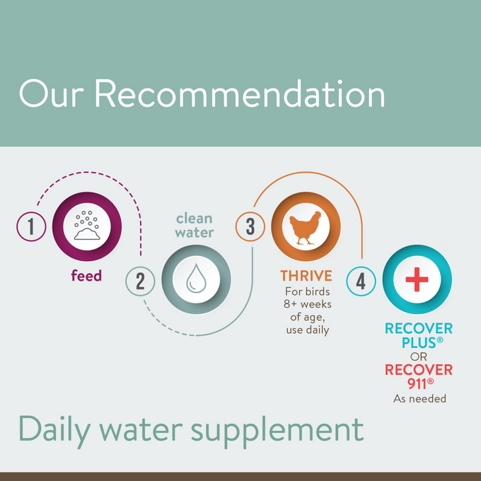 THRIVE - Daily Probiotic & Prebiotic Water Supplement for Chickens 8+ Weeks Old