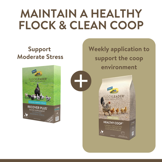 RECOVER PLUS – Moderate Stress Probiotic Water Supplement for Chickens with Electrolytes & Oregano