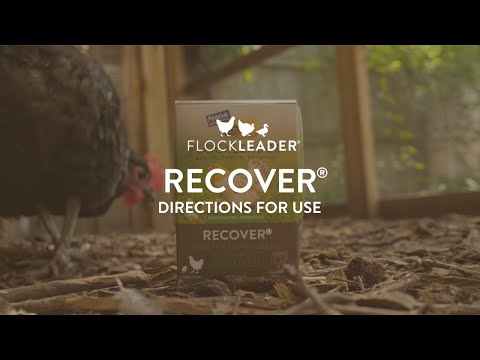 RECOVER – Mild Stress Probiotic Water Supplement for Chickens with Electrolytes